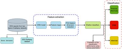 Epileptic seizure detection with deep EEG features by convolutional neural network and shallow classifiers